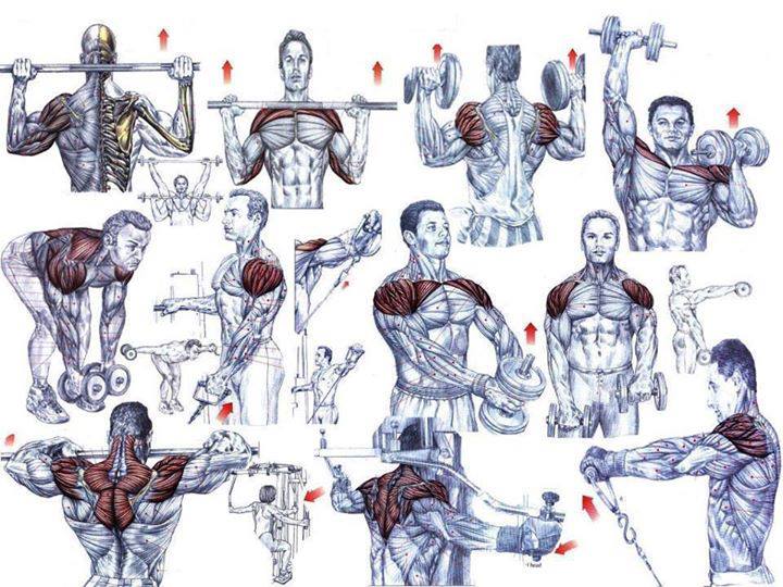 work out two muscle groups a day work out two muscle groups a day